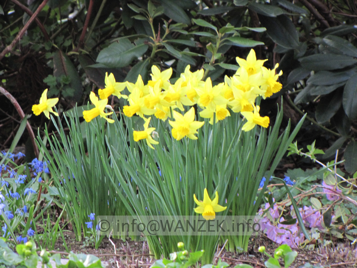 Narcissus botanicus Tete a Tete 08.JPG